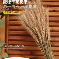 天然麦穗干花花束开业花蓝大麦客厅装饰摆件拍摄道具生意大卖假花 原色麦穗100