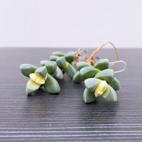 鹿角海棠锦多肉植物可爱萌肉肉桌面阳台绿植花卉盆栽防辐射 [试种]鹿角海棠锦1颗(不含盆)