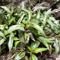 贵州云南特产野生香柳根鱼廖苗鱼了凯里酸汤香料整颗带泥盆栽绿植 现挖整颗鱼廖根10颗 走量