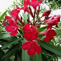 夹竹桃树苗盆栽绿化苗木庭院盆栽净化空气绿植避蛇柳叶桃苗夹竹桃 红色夹竹桃三年苗(开花苗) 40cm(含)-50cm(不含