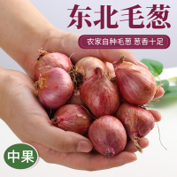 东北毛葱农家种植新鲜小葱头鬼子葱小洋葱 1000g