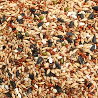 2020新粮20斤清除饲料幼鸽观赏鸽斑鸠等换毛期专用营养粮19省