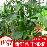 江西特产正宗余干丰收辣椒2斤新鲜枫树青椒中辣现摘蔬菜精选 500g