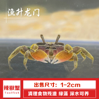 观赏蟹活体螃蟹宠物蟹相手蟹迷你辣椒蟹豹点蟹恶魔蟹溪蟹 迷你辣椒蟹2只+送1只防损 (包活2只)