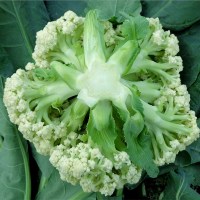 雪松五号松花菜种子青梗花椰菜台湾有机花菜种籽春秋四季蔬菜 松花菜80天300粒原包装