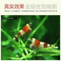 观赏虾粮水晶虾饲料米虾樱花含微生物粉螺旋藻超白仓贵爆殖素