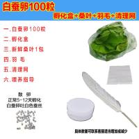 活体蚕宝宝学生养蚕套装新鲜桑叶七彩色蚕蚕卵蚕蛋模型天然彩抽丝 白蚕卵100粒+叶毛网盒 圆通韵达