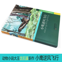 动物小说大王沈石溪新作 小鹰逆风飞行 沈石溪中小学生课外书籍三四五六年级 7-9-10-12-14岁儿童动物小说故事书沈