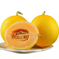 老树精选甘肃民勤蜜瓜5/9斤 新鲜采摘_民勤蜜瓜5.5-6斤装(不低于5.3斤)