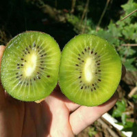 湖南绿心猕猴桃4斤_4斤