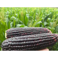 河南头茬黑糯玉米4根小号玉米(200克小号玉米)_200克以上小号玉米