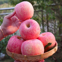 顺丰陕西洛川苹果脆甜多汁5斤/10斤_5斤小果(净重5斤 果径75-80mm)