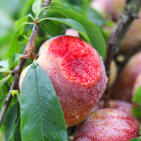 顺丰古田芙蓉李5斤装_5斤中果尝鲜装(40-50个)(桃子形)