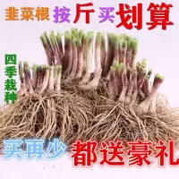 新韭菜根紫根韭菜苗蔬菜室内盆栽植物阳台种菜院里栽种蔬菜苗_韭菜根半斤约50到80棵