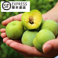 顺丰四川汶川茂县羌族青脆脱骨李5斤中果礼盒装_礼盒5斤中果(顺丰发货)