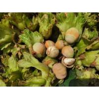 辽宁东北新鲜大榛子 新鲜脱绿皮水仁 1000g 顺丰_2斤