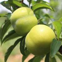 重庆梁平高山青脆李农家脱骨李子5斤_3斤装