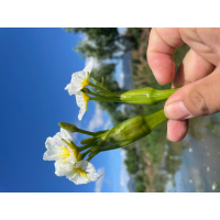 云南特产大理洱海水性杨花海菜花新鲜现摘2斤_2斤装（送独头蒜）