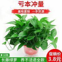 2021绿萝盆栽水培植物花卉绿植室内吸除甲醛净化空气办公室大_11cm1盆小绿萝+托盘_带盆栽好