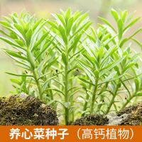 高钙菜种籽 养心菜种子春四季播种田园盆栽阳台_养心菜种子(1包300粒)