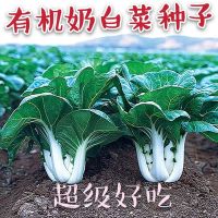 奶白菜种子小白菜青菜黑油菜春四季蔬菜子秋冬季种植菜种农家种籽_奶油白菜种子_分装50粒试种