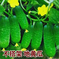 水果黄瓜种子节节瓜小黄瓜地栽春阳台盆栽菜子农家蔬菜种子四季播_旱黄瓜种子_3粒试种