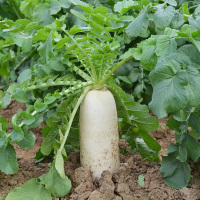 白皮白肉萝卜种子白玉春萝卜籽_白玉春种子100粒
