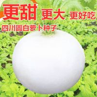 圆白萝卜种子春秋四季蔬菜种籽春不老萝卜特大超甜水果萝卜种子_特大春不老圆萝卜种子_原装2包+肥料