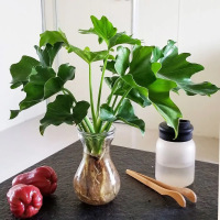春羽春雨盆栽小天使绿植盆栽大叶室内花卉好养龟背竹水培植物花卉_1盆春羽20-25cm(1颗塑料原盆)