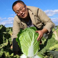 义和秋大白菜种子 白菜种籽 四季 耐热 白菜种 秋季 大白菜种籽_义和秋白菜10克