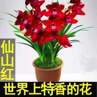 兰花苗四季常绿盆栽浓香型兰花卉秋带花苞出售壮苗绿植好养_蓝宝石2苗连体_不含盆