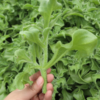 冰菜种子秋盆栽蔬菜种籽种冰草苗四季秋冬季菜种籽大全野菜种孑_冰菜种子100粒原装