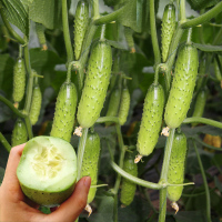 农家水瓜黄瓜旱黄瓜种子秋黄瓜种籽春季夏秋季四季播盆栽阳台_白皮黄瓜30粒简装