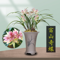 建兰富山奇蝶名贵浓香夏秋带花苞初收兰花苗四季绿植好养花卉盆栽_富山奇蝶2苗连体裸根不带花,关注送肥料