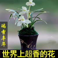四季常绿名贵兰花壮苗浓香型秋带花苞室内盆栽花卉绿植_蓝宝石2苗连体壮苗_裸根不带土