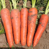 胡萝卜种子秋四季_黄胡萝卜种10克