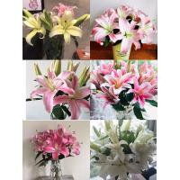 特惠秒 百合10枝19.9 20枝29.9 颜色随机发 _随百合10枝10花苞10%损耗不售后