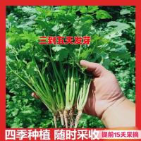 香菜新品种~速生香菜3到7天发芽种前破壳泡种浅埋_速生香菜种子40克