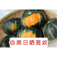 多仓发货甘肃 山东 广东 发货 贝贝南瓜 新品种 尝鲜5斤_贝贝南瓜3号 5斤装