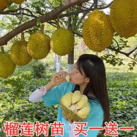 榴莲树苗嫁接新品种榴莲苗南方北方种植苗盆栽地栽当年结果果树苗_长柄榴莲_2年苗试种一颗小苗_不送苗