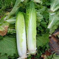 绍菜种子 白菜种子 大白菜种籽 秋季 秋播白菜种籽 _绍菜10克