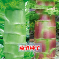 莴笋种子耐热耐寒香莴苣种籽抗高温四川春夏秋季农家田园蔬菜种子_红皮莴笋种子_50粒