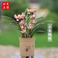 兰花苗夏秋季节带花苞精品兰花三色玲珑浓香型室内盆栽_2苗无花送肥药