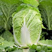 胶蔬秋季王大白菜种子 胶州大白菜种籽_胶蔬秋季王10克