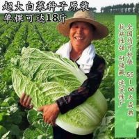 十八斤大白菜种子山东白菜籽冬季四季播大白菜抗病高产蔬菜白菜子_新品(大白菜种子)棵棵18斤_(原包装)1包__300粒