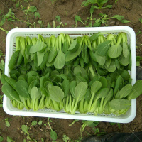 鸡毛菜菜籽种上海青鸡毛菜种子鸡毛菜种孑盆栽冬季四季小白菜青菜_鸡毛菜30克散装