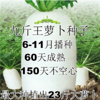 8种萝卜种子套餐四季菜种子大全易种高产秋冬季蔬菜种子阳台盆栽_樱桃萝卜100粒试种(不发芽包赔)