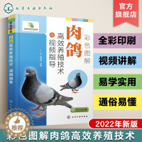 [醉染正版]彩色图解肉鸽高效养殖技术视频指导 肉鸽选种 疾病防治 肉鸽营养饲料 养鸽场建设 鸽产品加工营销 肉鸽养殖企业