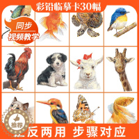 [醉染正版]彩铅临摹卡动物篇2022一线美誉步骤对应美术绘画卡片兴趣高清原创