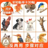 [醉染正版]彩铅临摹卡动物篇2022一线美誉步骤对应美术绘画卡片兴趣高清原创
